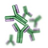 antibody2