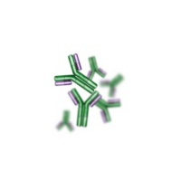 antibody2